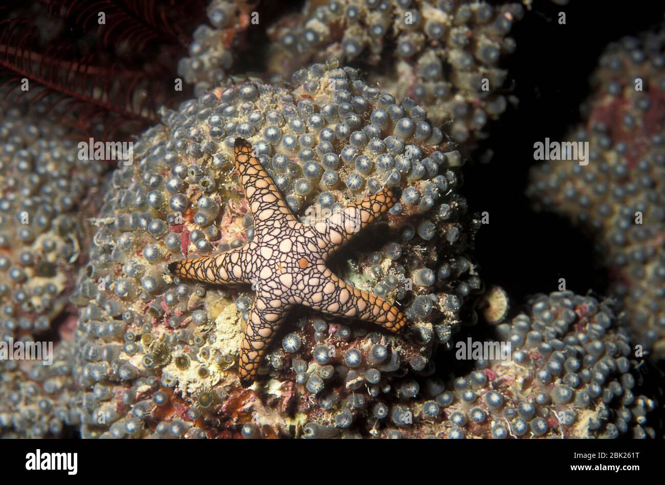 Little Red Star, Fromia elegans, Phi Phi, Thailand, auf Korallenriff Stockfoto