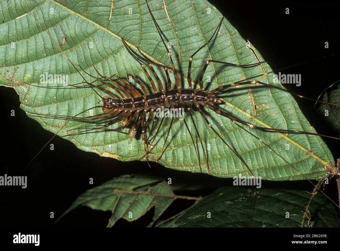 Langbeinige Scutigerid Centipede, Scutigera sp., auf Blatt im Regenwald, Sabah, Borneo Stockfoto