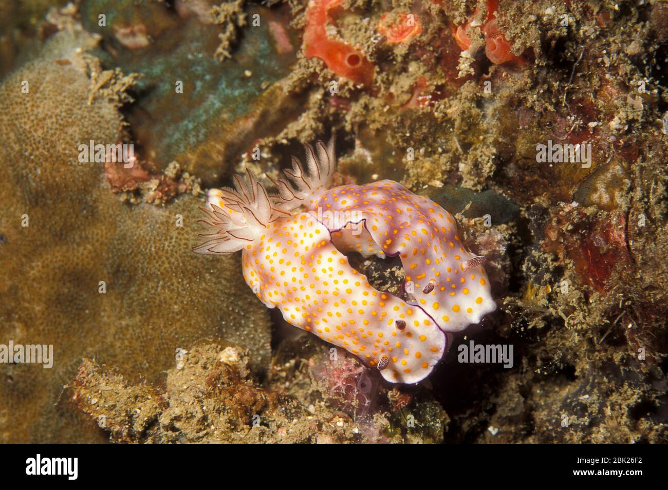 Nacktschnecken, Risbecia pulchella, Paar, Thailand, zwei, 2, auf dem Korallenriff, helle gelbe Flecken predaators zu warnen Stockfoto