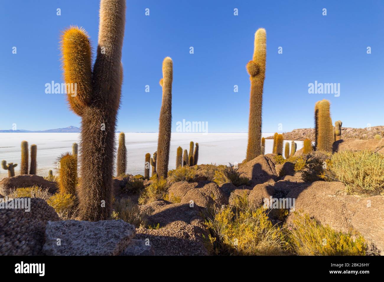 Incahuasi Insel (Kaktusinsel) auf Salar de Uyuni, der weltweit größten Salzfläche, in Bolivien Stockfoto