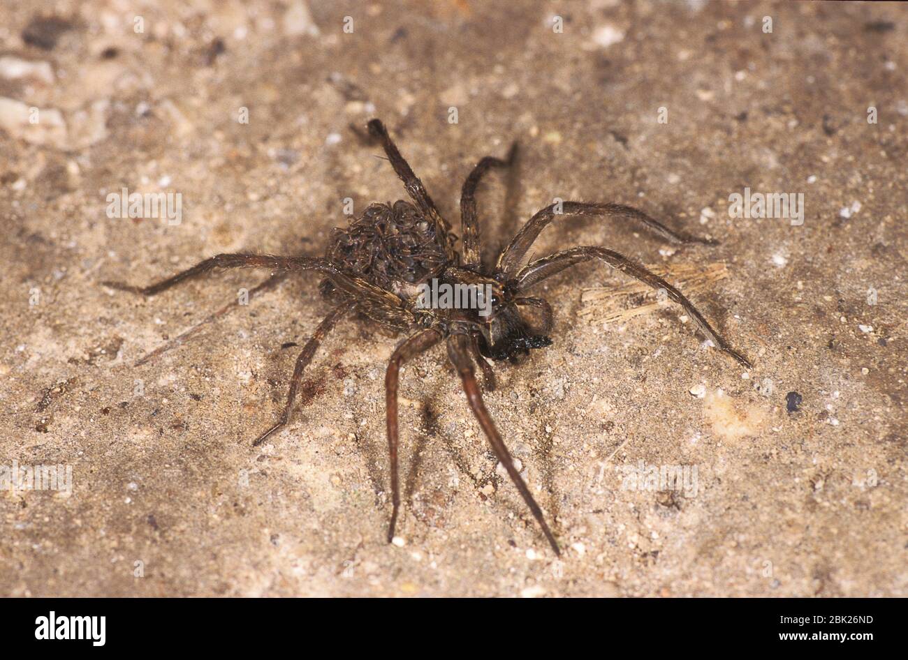 Wolf Spider, Lycosidae sp, Belize, Junge auf dem Rücken tragend, Stockfoto