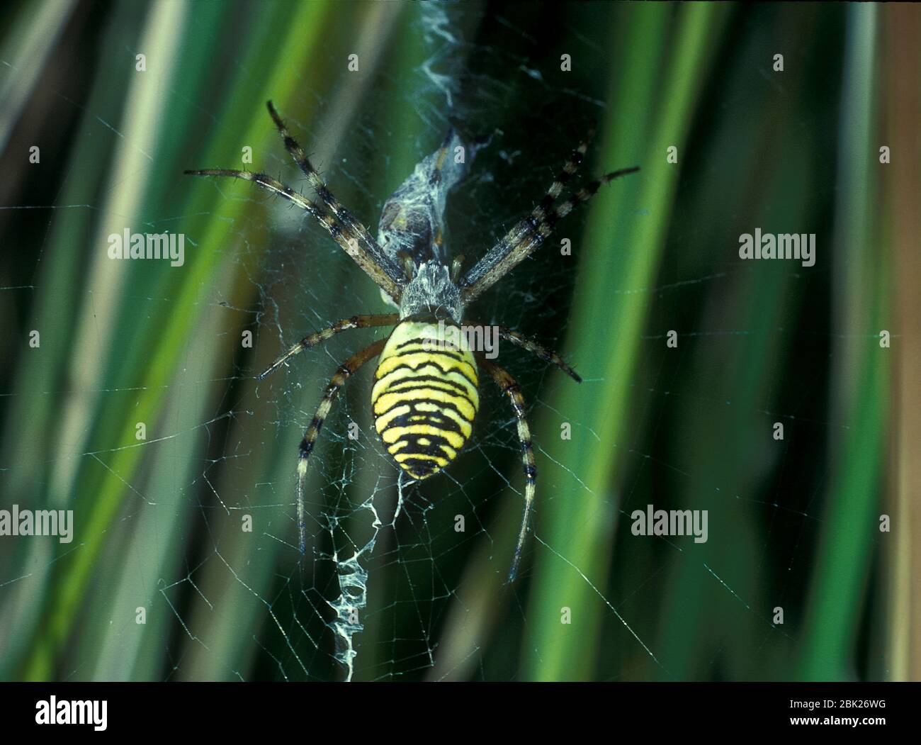 Wespen Spider, Argiope bruennichi, im Web, UK, Stockfoto