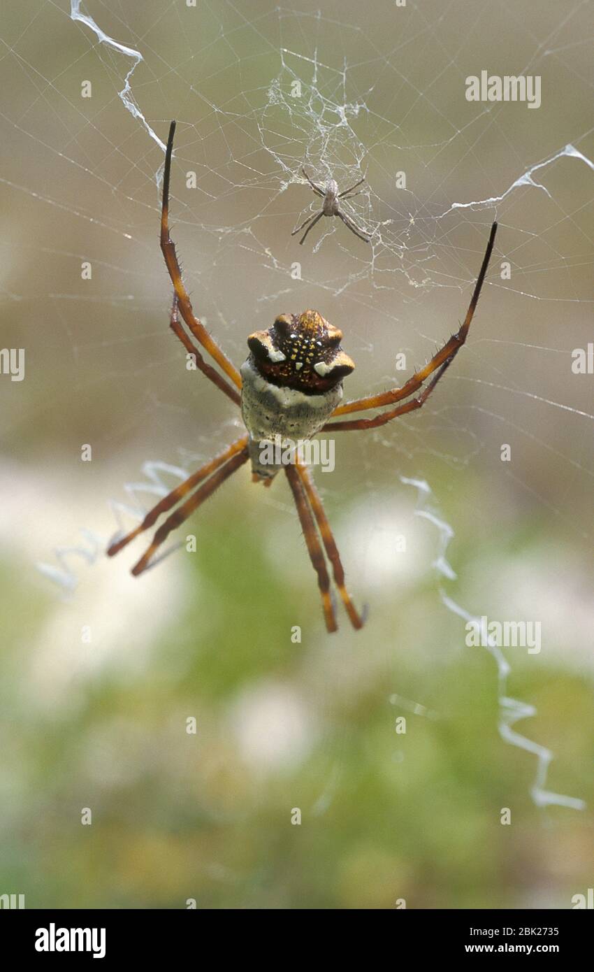 Orb Web Spider, Nephila Species, Weibliche und männliche im Netz, Los Roques, Venezuela Stockfoto