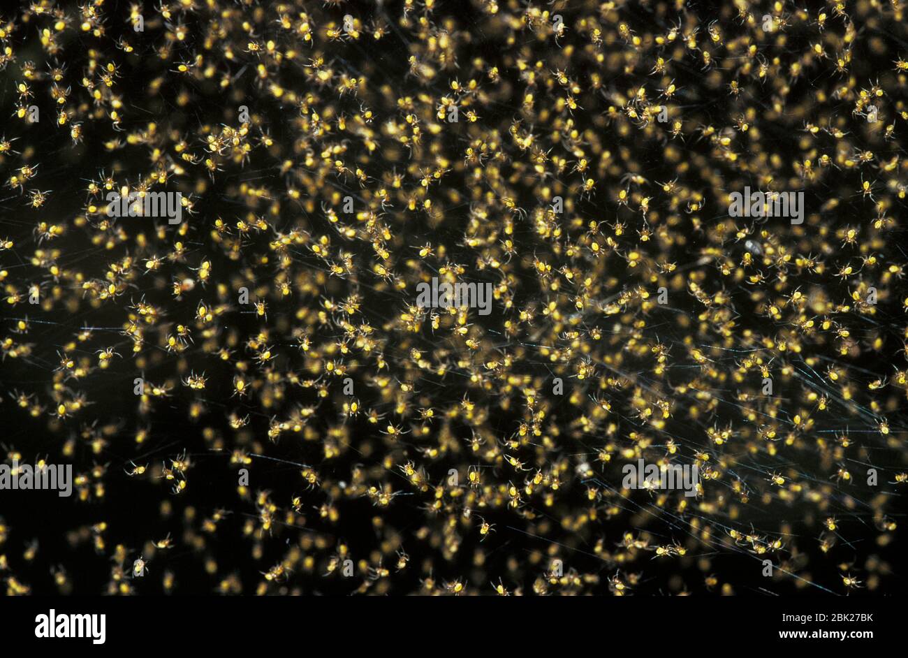 Masse von Spinnlingen auf dem Netz, Poring Hot Springs, Sabah, Borneo Stockfoto