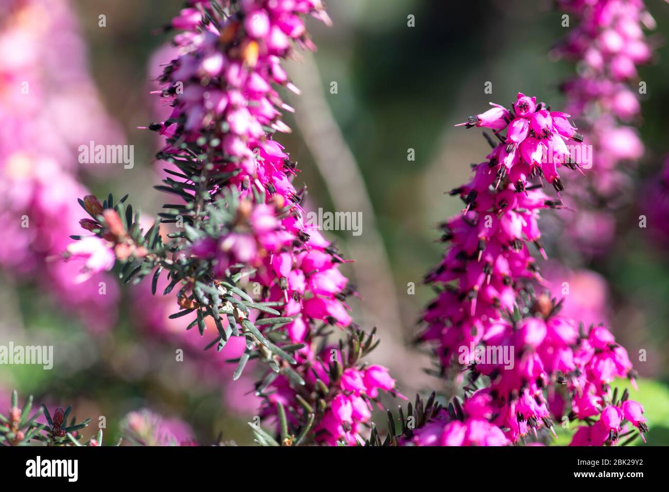 Schöne lila Blume, erica carnea Blume, Winter-blühende Heide, Frühling oder alpine Heide, aus nächster Nähe Stockfoto