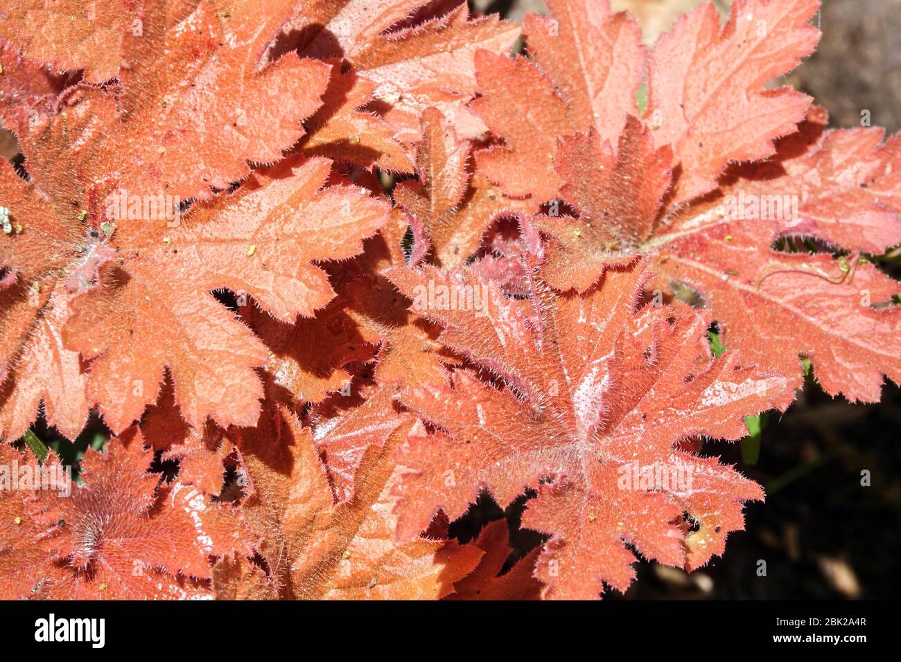 Heucherella 'Hopscotch' Heucherella, Blätter Bronze-rot, schöne Farbe Blatt Stockfoto