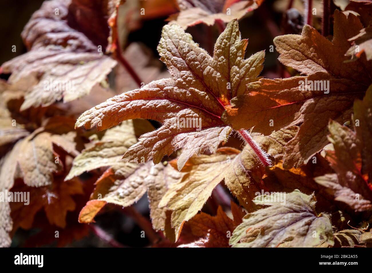 Heucherella 'Sweet Tea' Stockfoto