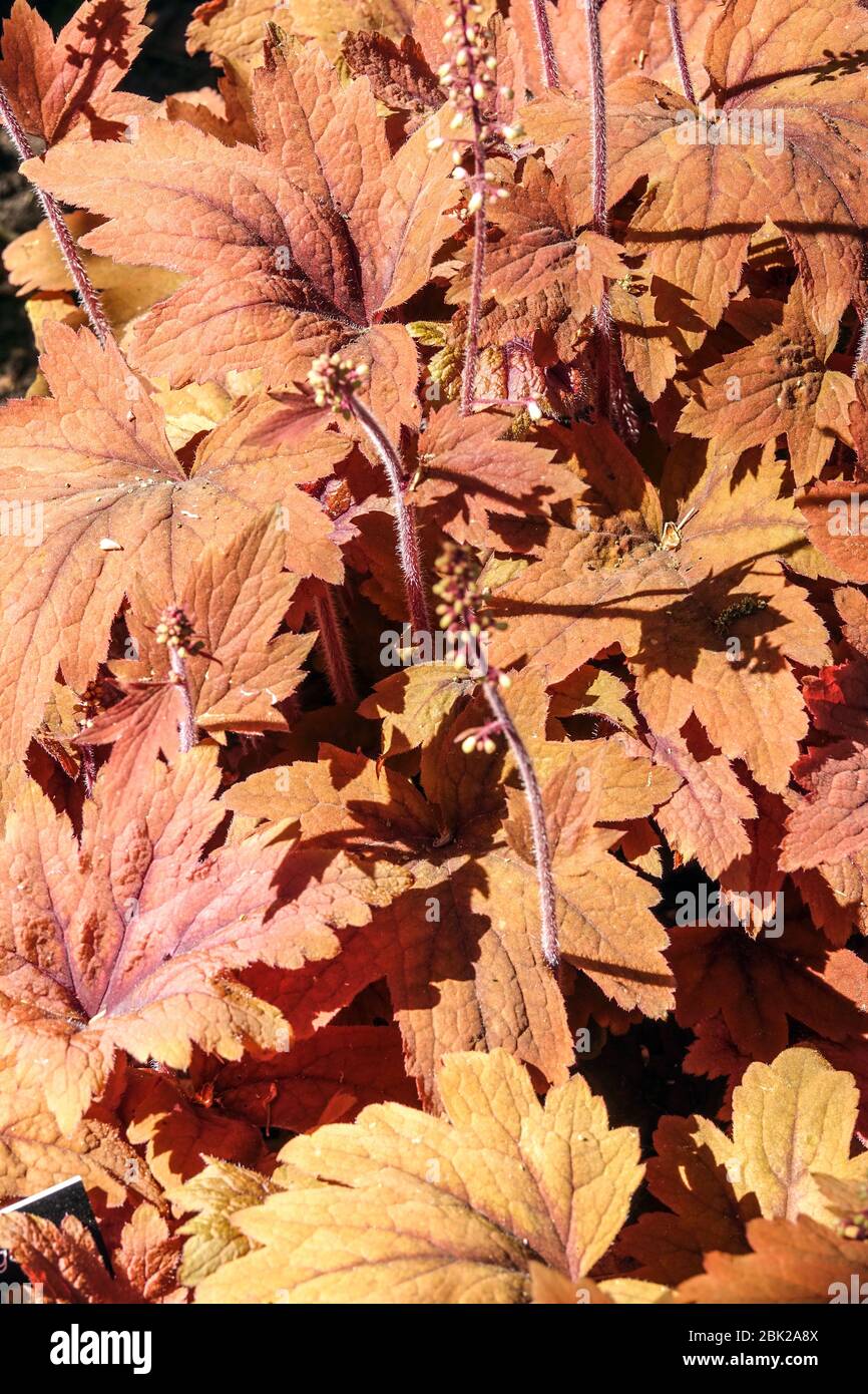 Heucherella „süßer Tee“-Blätter Stockfoto