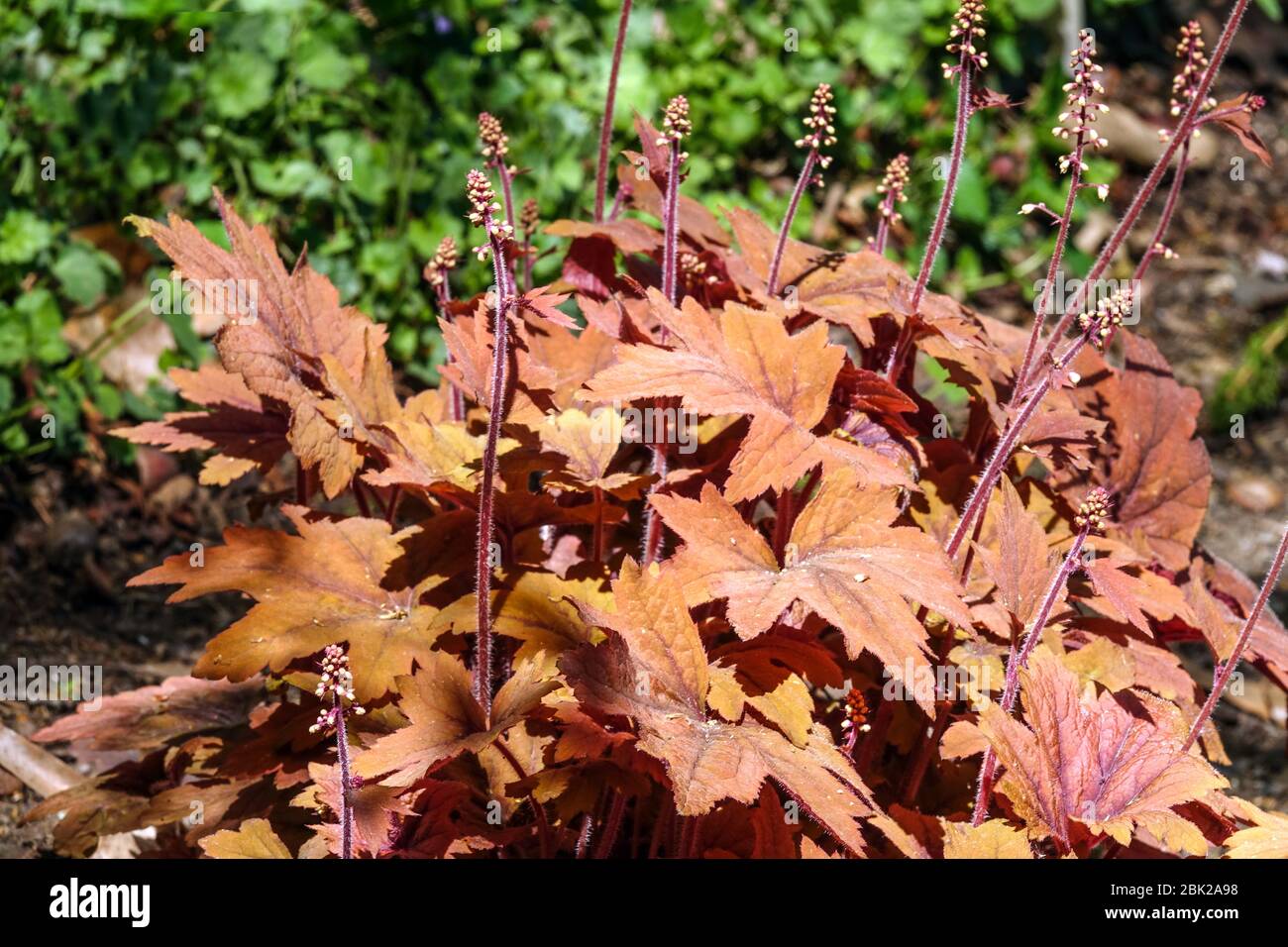 Heucherella „süßer Tee“-Laub Stockfoto
