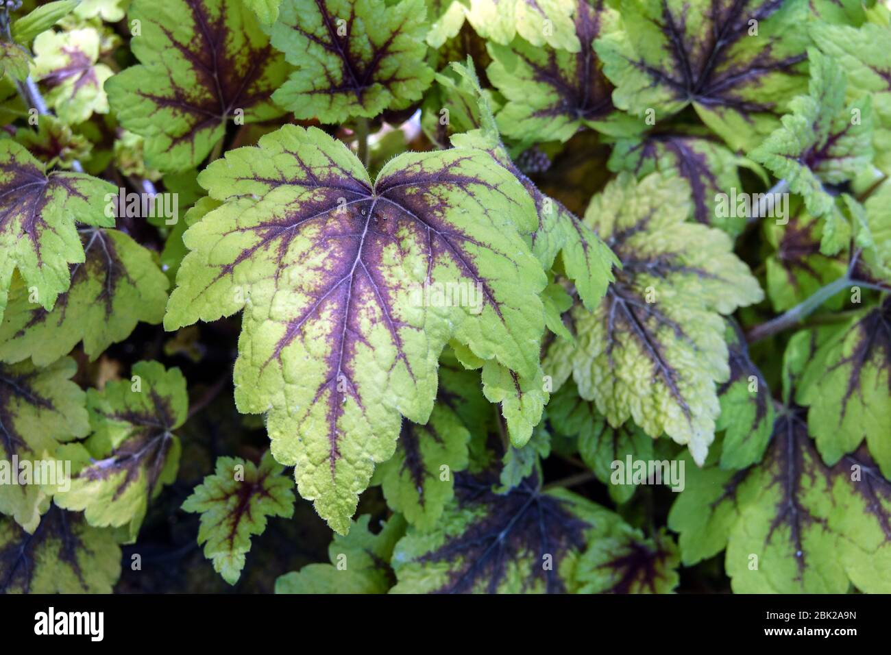 Die heucherella Toplight' Stockfoto