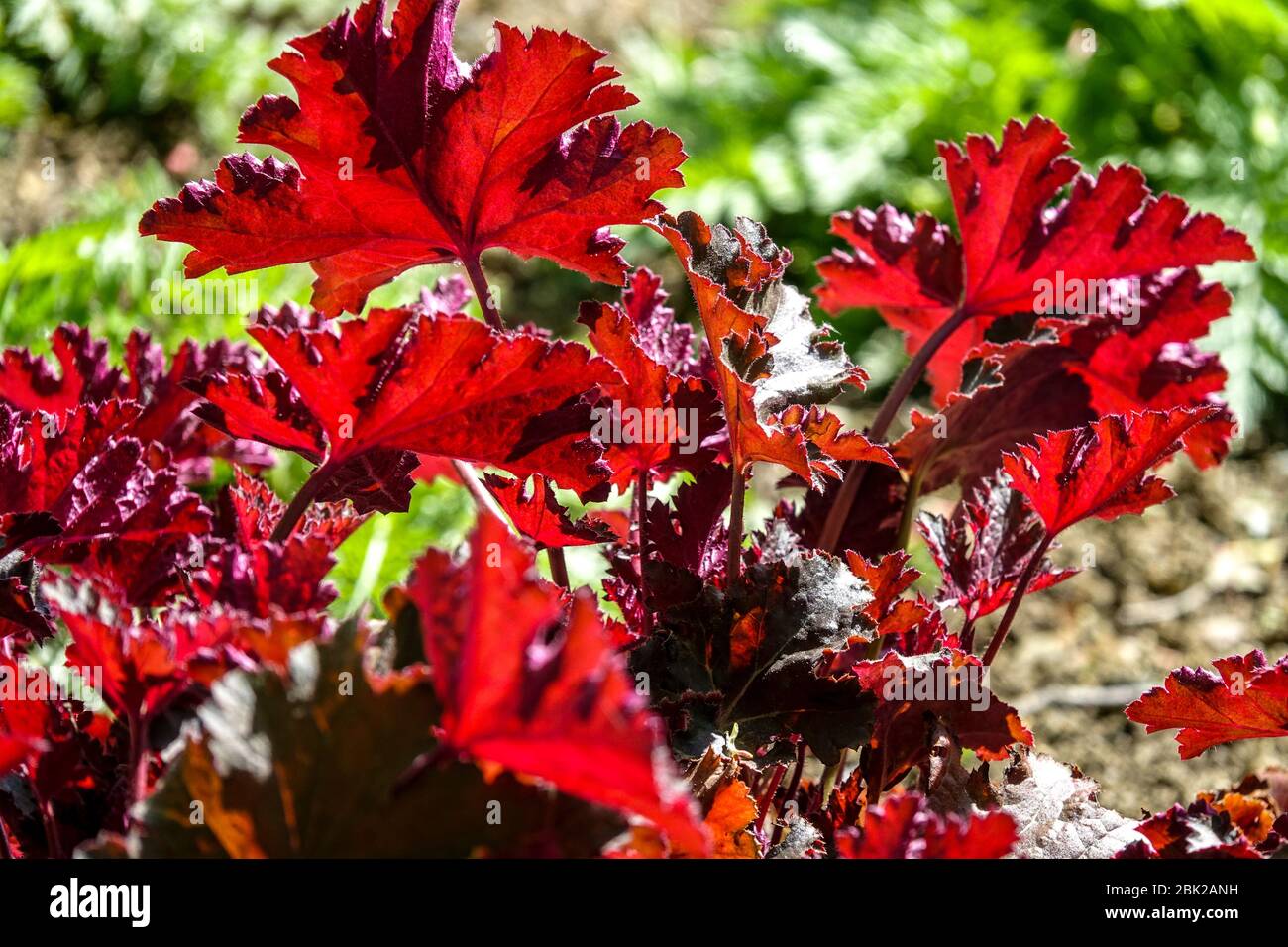 Rote Blätter Heuchera „Chocolate Ruffles“ Heuchera Unterseite Blätter Laub Garten April Hardy Heucheras Frühling Stockfoto