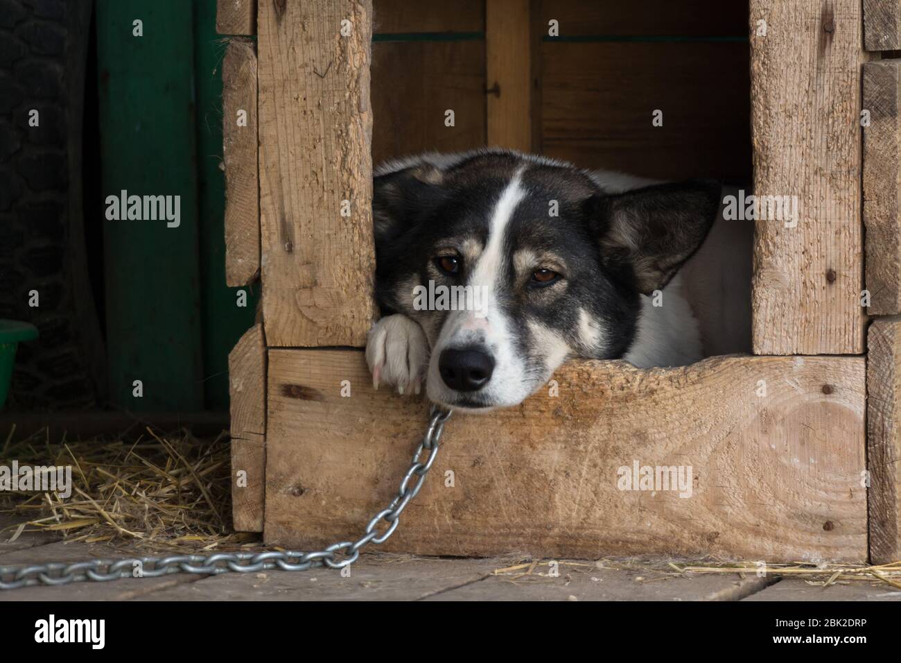 Traurig mongrel Hund an der Kette in einem Tierheim in einem hölzernen Stand Stockfoto