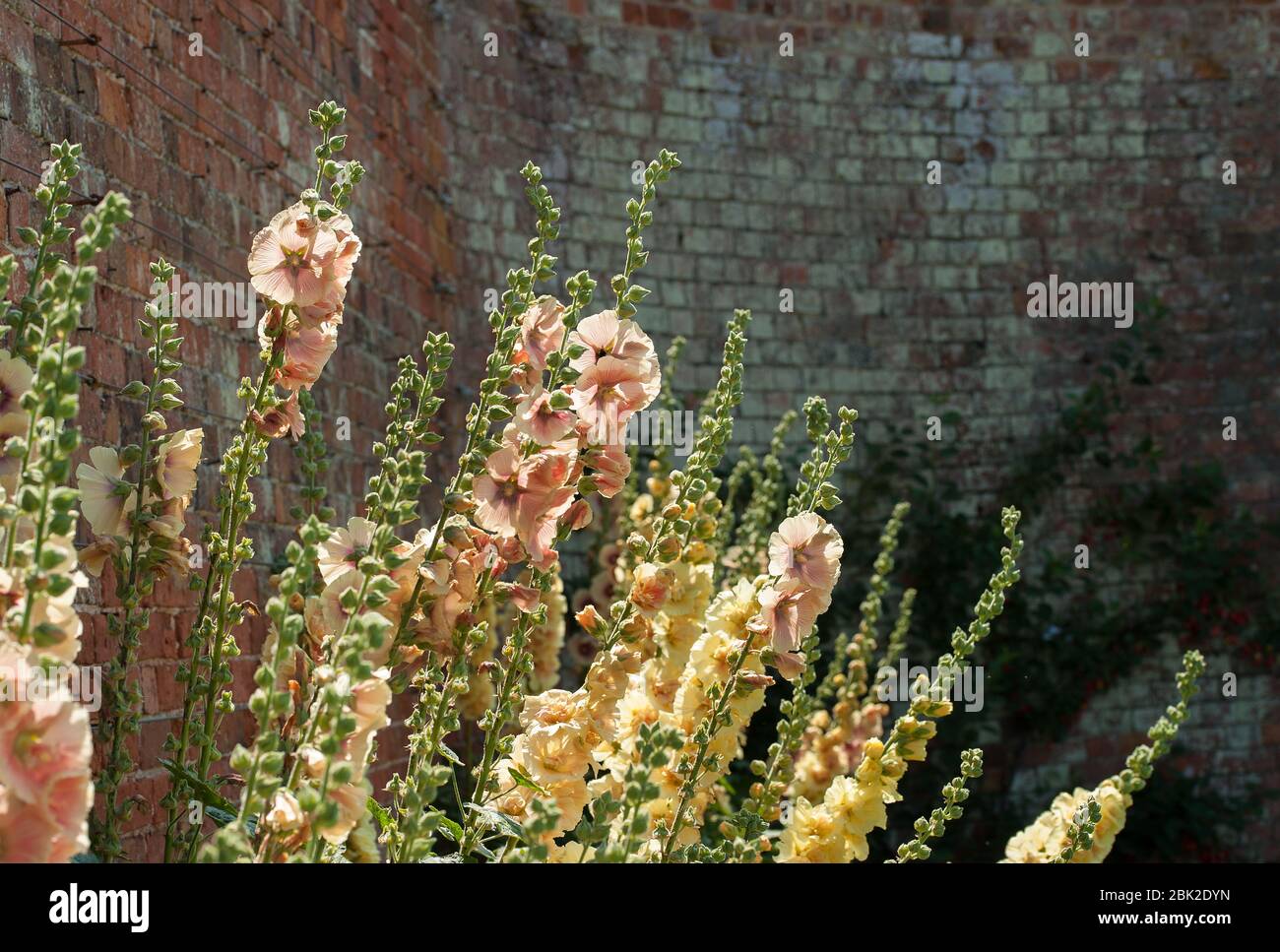 Rosa Blumen Stockfoto