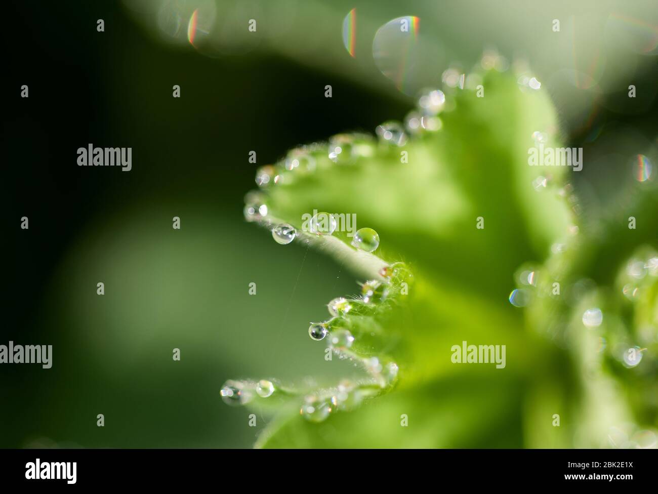 Nahaufnahme des Taus auf der Pflanze Stockfoto
