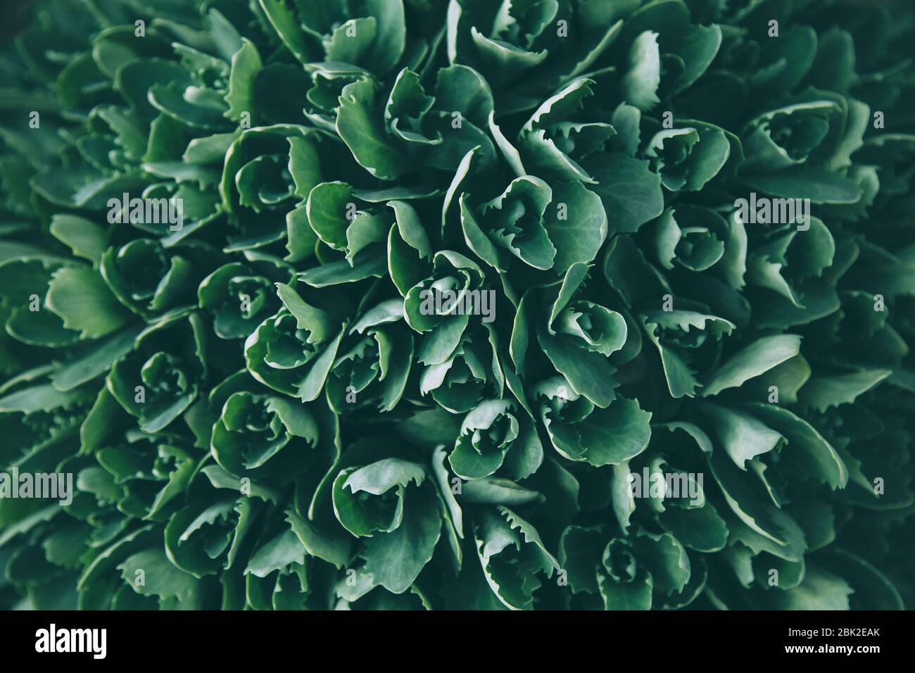 Struktur aus grünen Blättern. Hintergrund der Blattstruktur Stockfoto