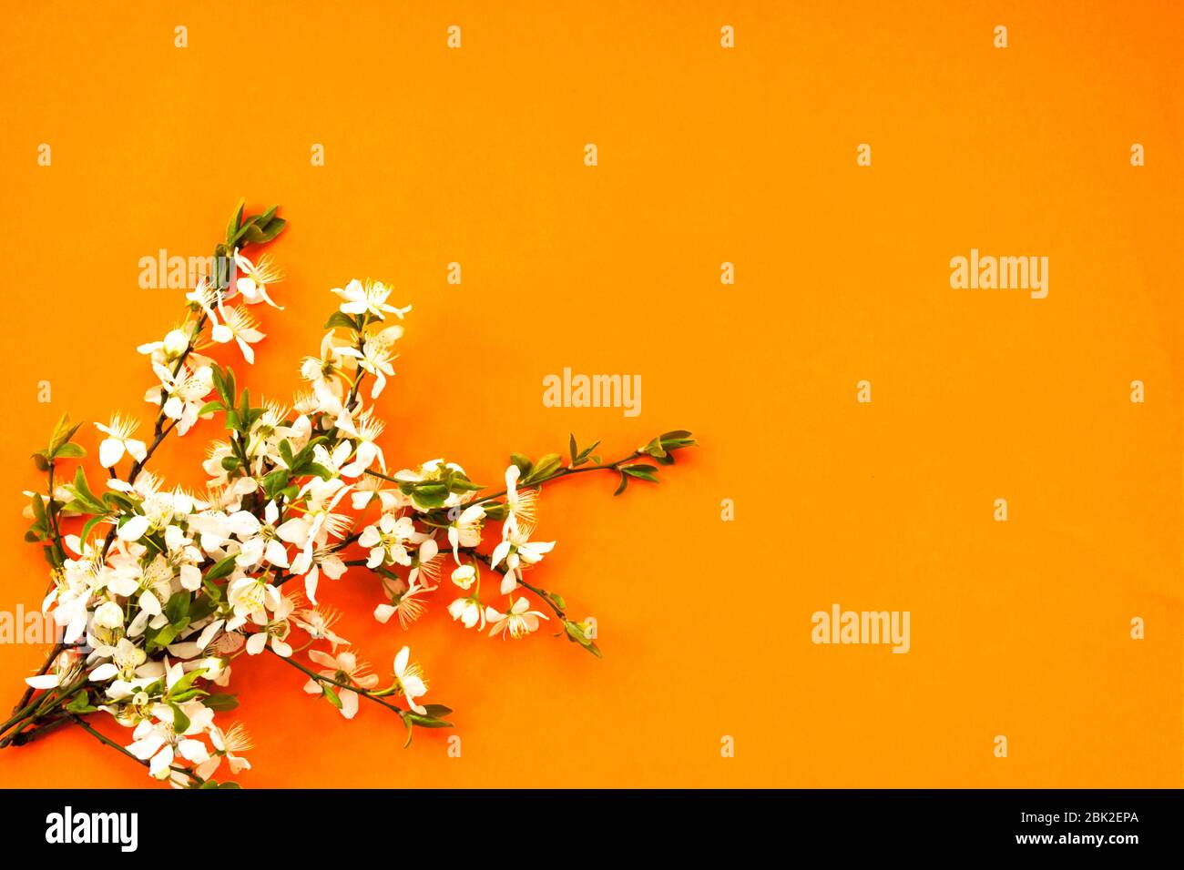 Weiße Kirschblüten auf orangefarbenem Hintergrund. Draufsicht. Kopierbereich Stockfoto