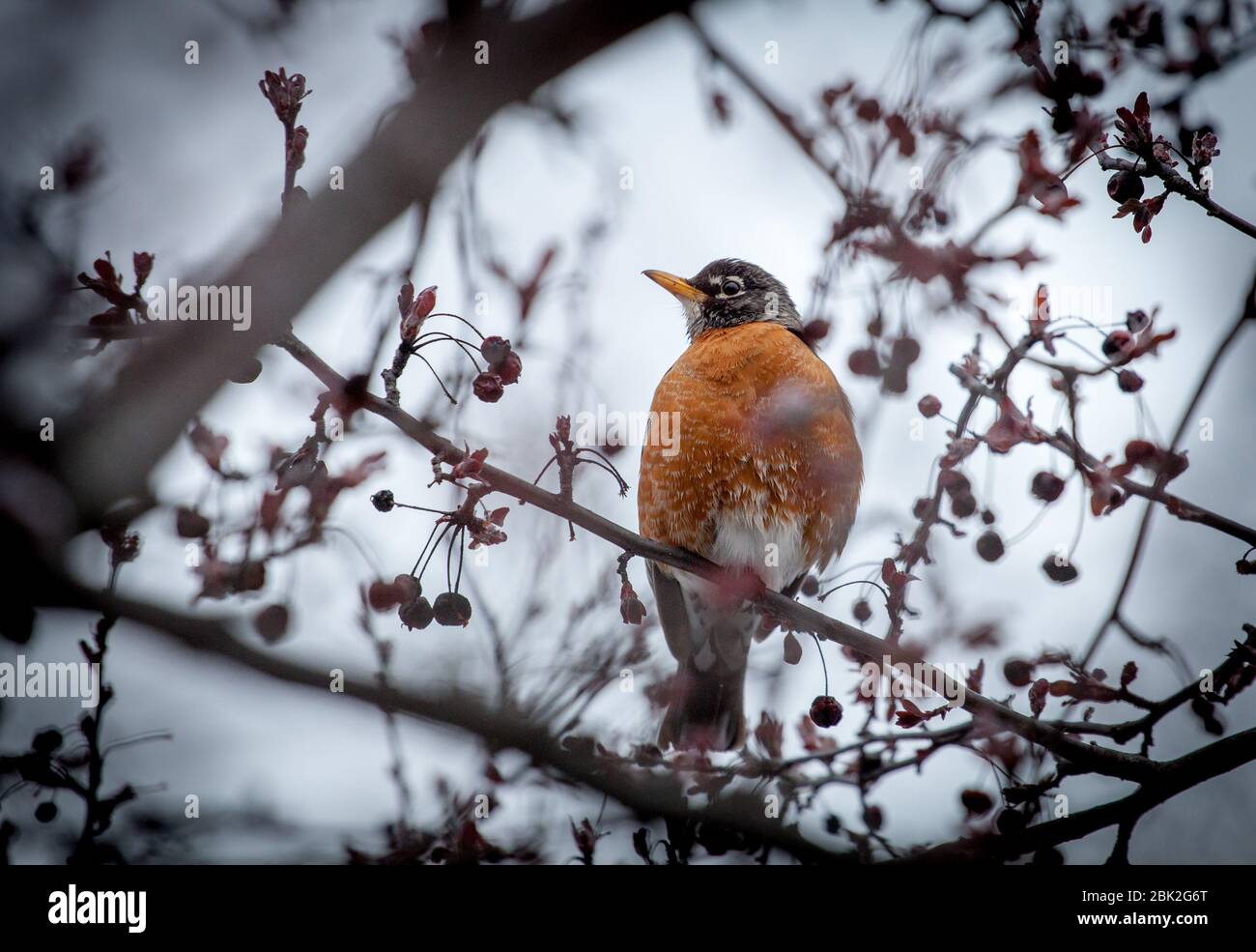 Ein amerikanischer Rotkehlchen (Turdus migratorius) sitzt in einem Krabbenbaum in der Innenstadt von Ithaca, NY, USA Stockfoto