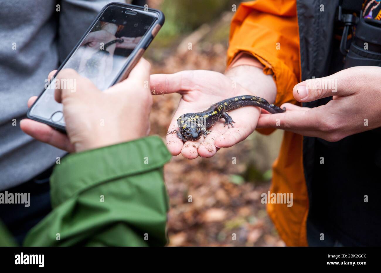 Eine Person hält einen gesenkten Salamander (Ambystoma maculatum), während eine andere Person ihn während eines Naturspaziergangs in einem Wald in Ithaca, NY, USA fotografiert Stockfoto