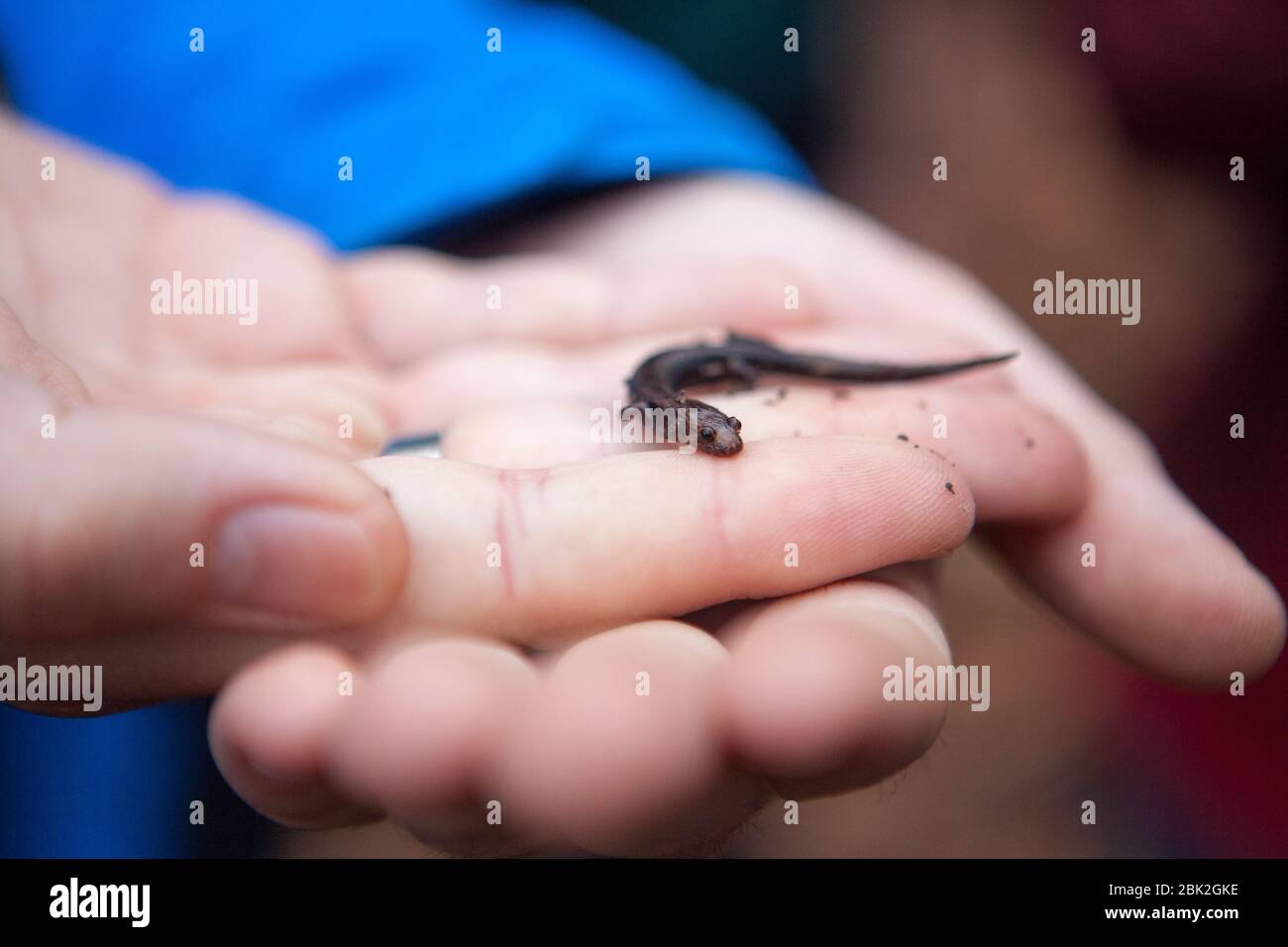 Ein Mann hält einen kleinen Salamander in der Hand in Ithaca, NY, USA Stockfoto