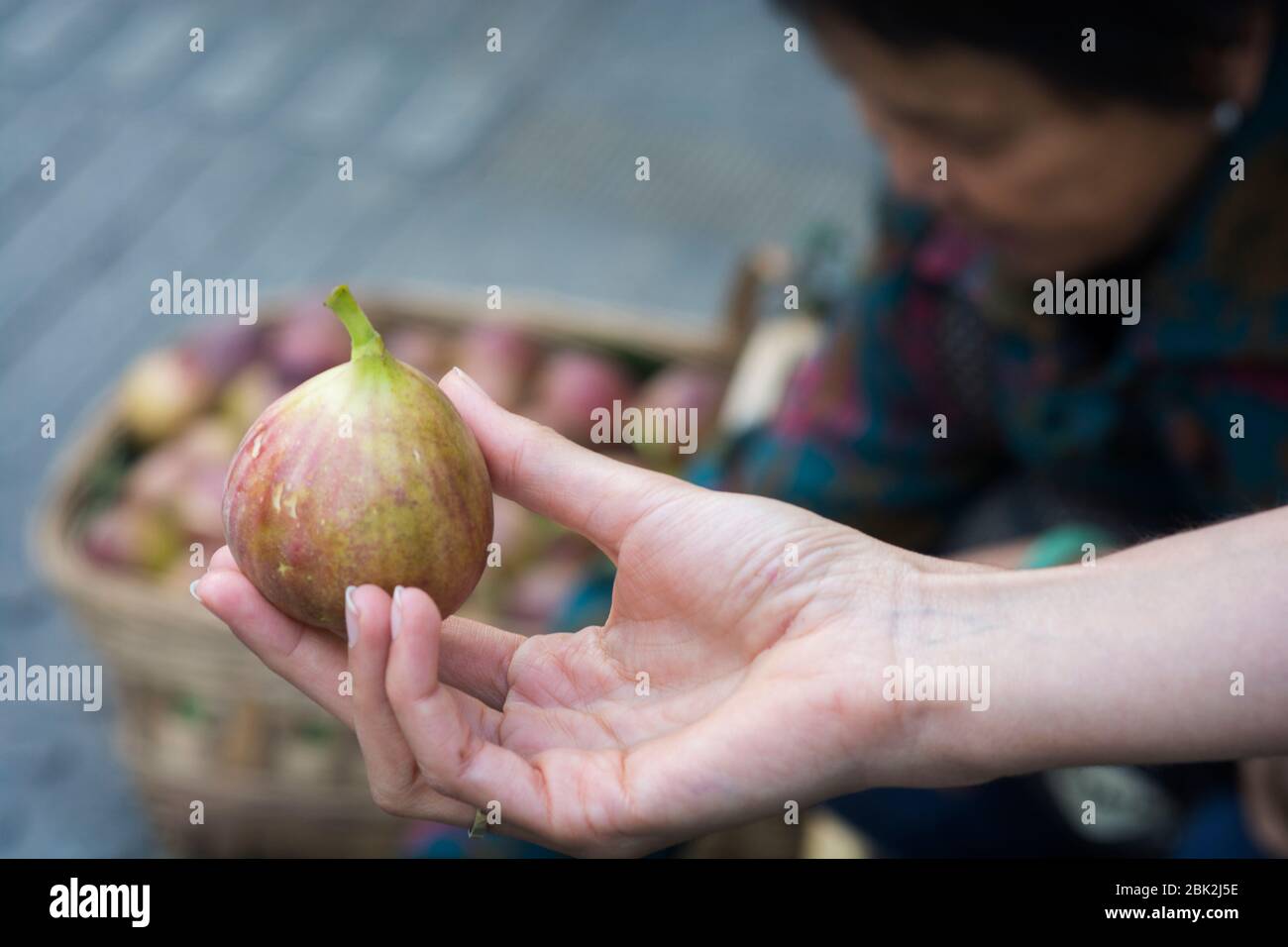 Frau Hand hält eine reife gewöhnliche Feige (Ficus carica) in einem Straßenobstmarkt, Chengdu, Sichuan, China Stockfoto