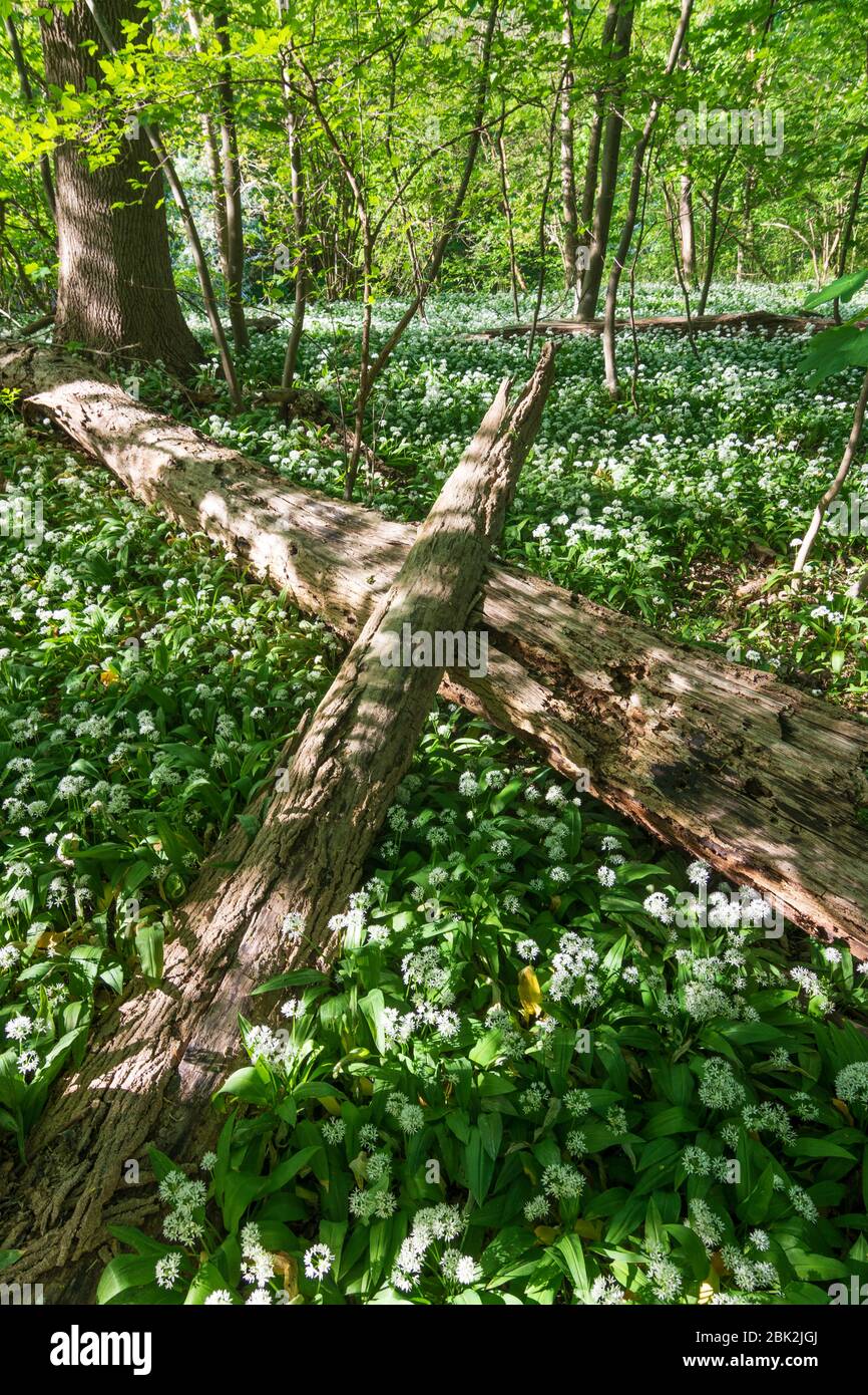 Nationalpark Donauauen, Donau-Auen Nationalpark: Blühender Bärlauch (Allium ursinum) im Nationalpark Donauauen, Bärlauch, Bäume, Totholz, Dschungel, Stockfoto