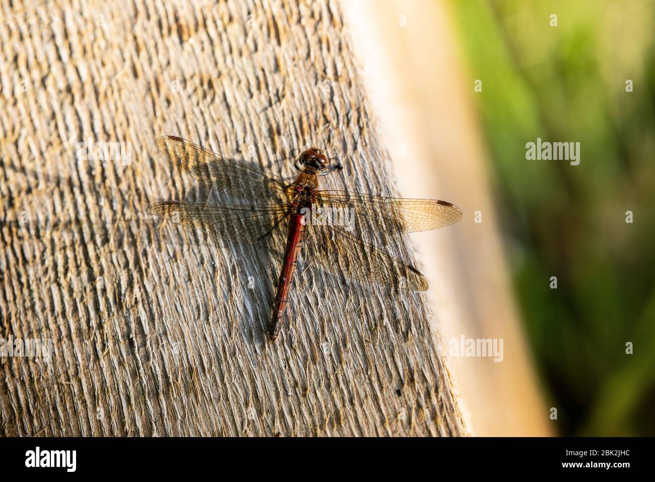 Red damselfly Stockfoto