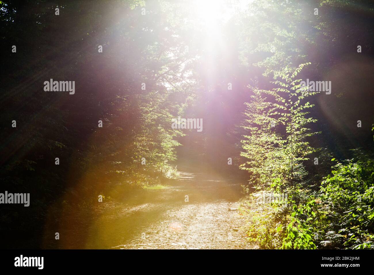 Helles Sonnenlicht wirft Schatten auf einem breiten Schotterweg durch Hammond Hill State Forest, Dryden, NY, USA Stockfoto