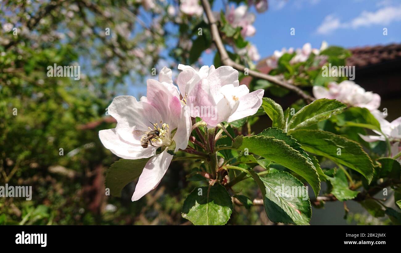 Hummel auf einer Apfelblüte. Bestäubung Blumen und Pflanzen im Garten. Blühende Obstgarten im Frühling. Stockfoto