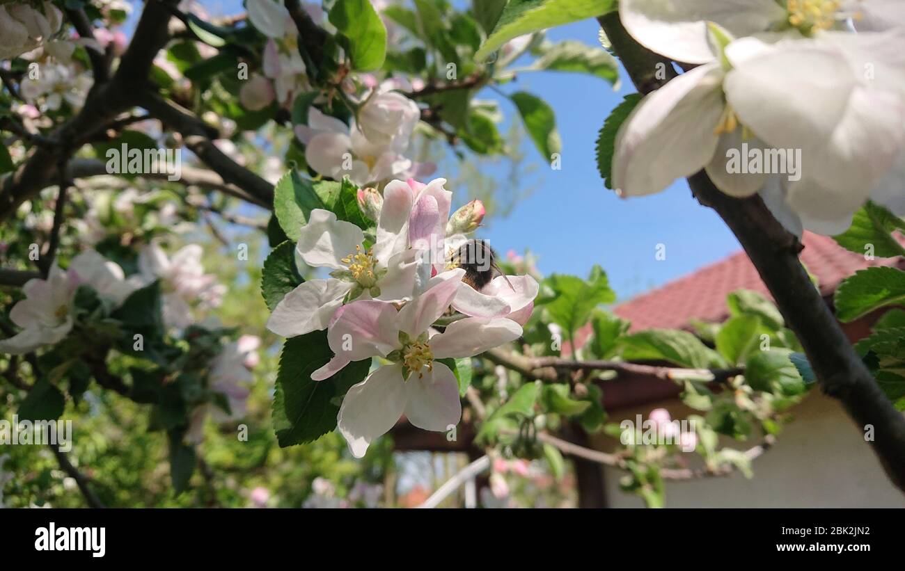 Hummel auf einer Apfelblüte. Bestäubung Blumen und Pflanzen im Garten. Blühende Obstgarten im Frühling. Stockfoto