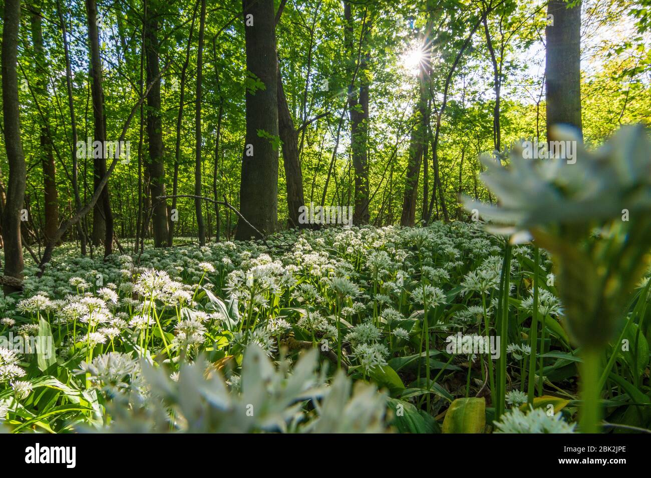 Nationalpark Donauauen, Donau-Auen Nationalpark: Blühender Bärlauch (Allium ursinum) im Nationalpark Donauauen, Bärlauch, Bäume, Dschungel, Urzeit Stockfoto