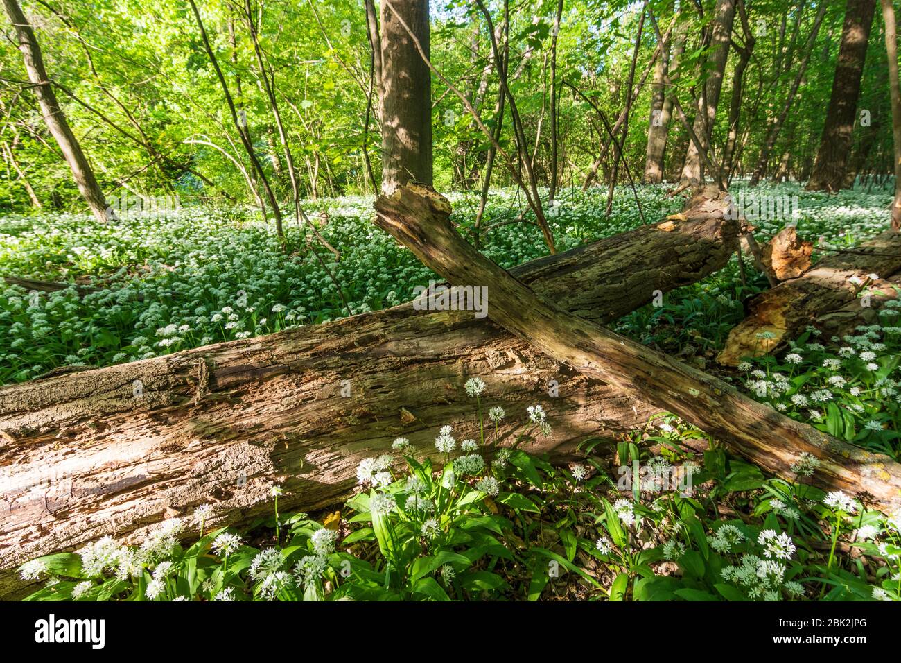 Nationalpark Donauauen, Donau-Auen Nationalpark: Blühender Bärlauch (Allium ursinum) im Nationalpark Donauauen, Bärlauch, Bäume, Totholz, Dschungel, Stockfoto