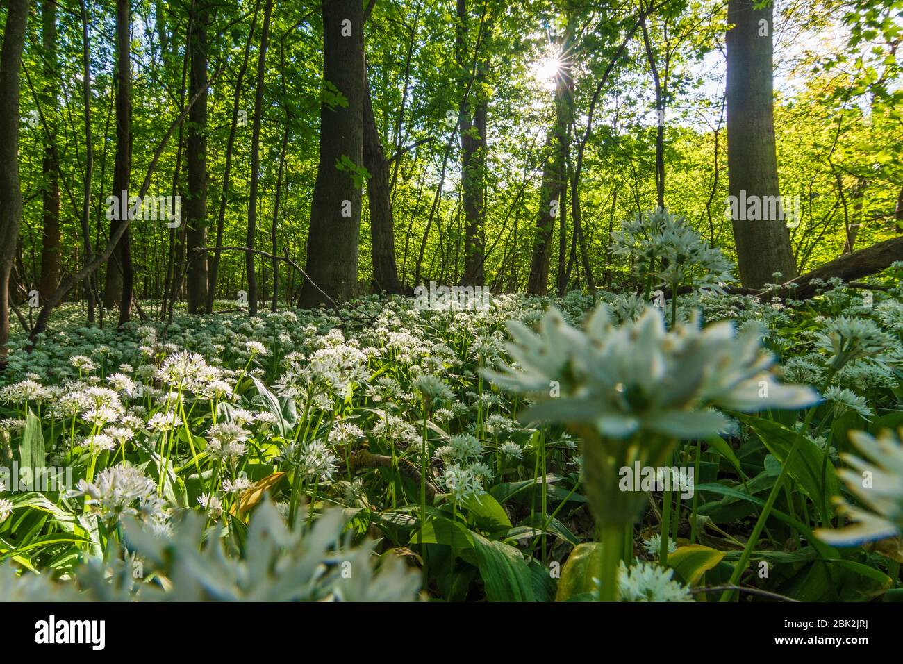 Nationalpark Donauauen, Donau-Auen Nationalpark: Blühender Bärlauch (Allium ursinum) im Nationalpark Donauauen, Bärlauch, Bäume, Dschungel, Urzeit Stockfoto