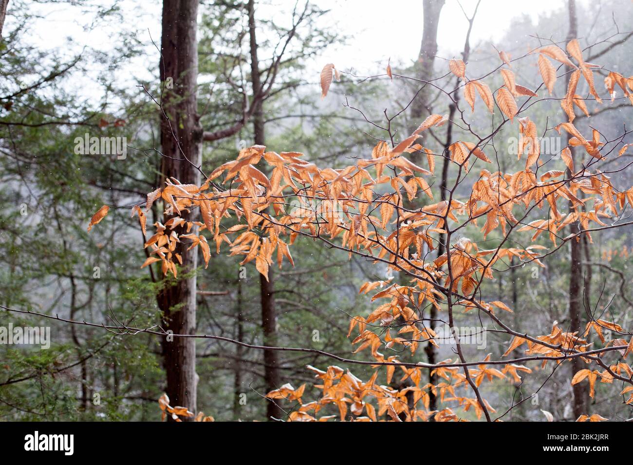 Trockene Blätter einer amerikanischen Buche (Fagus grandifolia) in einem Wald an einem Wintertag mit Schneestürme im Upstate New York, Ithaca, NY, USA Stockfoto