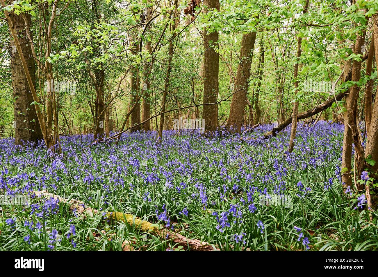 Bluebells im späten Frühjahr in Brampton Woods, Kettering, Northamptonshire Stockfoto