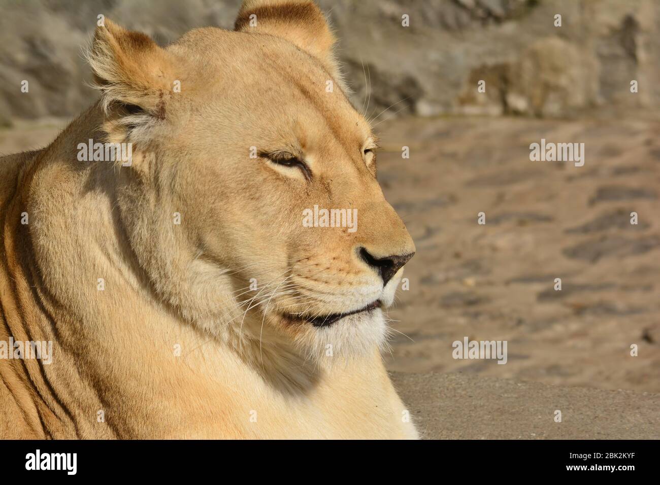 Große, gesunde Löwin bereit für das Mittagsschlaf, Porträt vor Fels und Boden grau und gelblich Hintergrund, warmes Licht in goldener Stunde Stockfoto