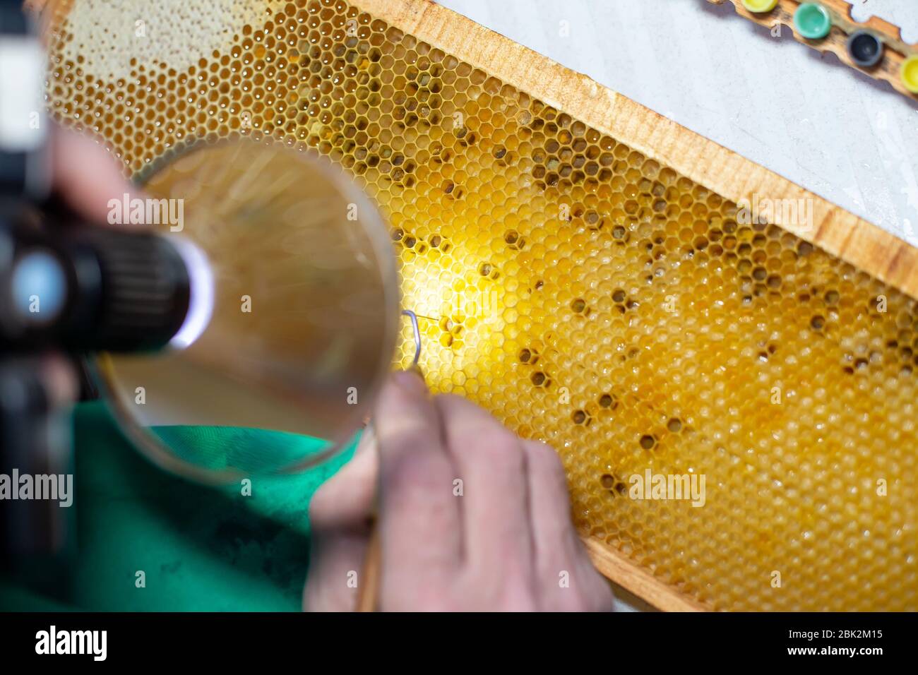 Larve der Biene, ausgewählt für den Anbau von Bienenkönigin. Werkzeug