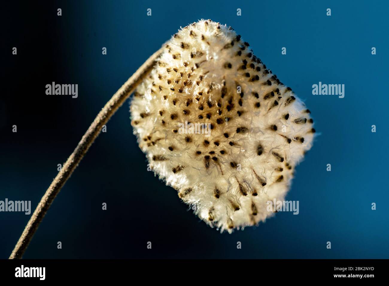 Detaillierte Makroaufnahme eines flauschigen weißen Samens boll einer Windblume (Anemone hapehensis) Stockfoto