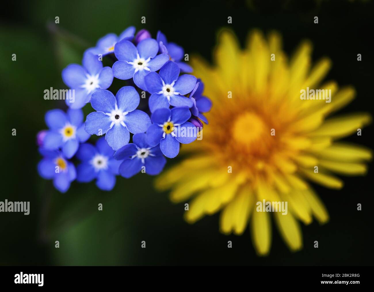 Vergiss mich nicht (myosotis scorpioides) im Fokus mit einem Löwenzahn (taraxacum officinale) etwas unscharf dahinter mit einem verschwommenen grünen Hintergrund. Stockfoto