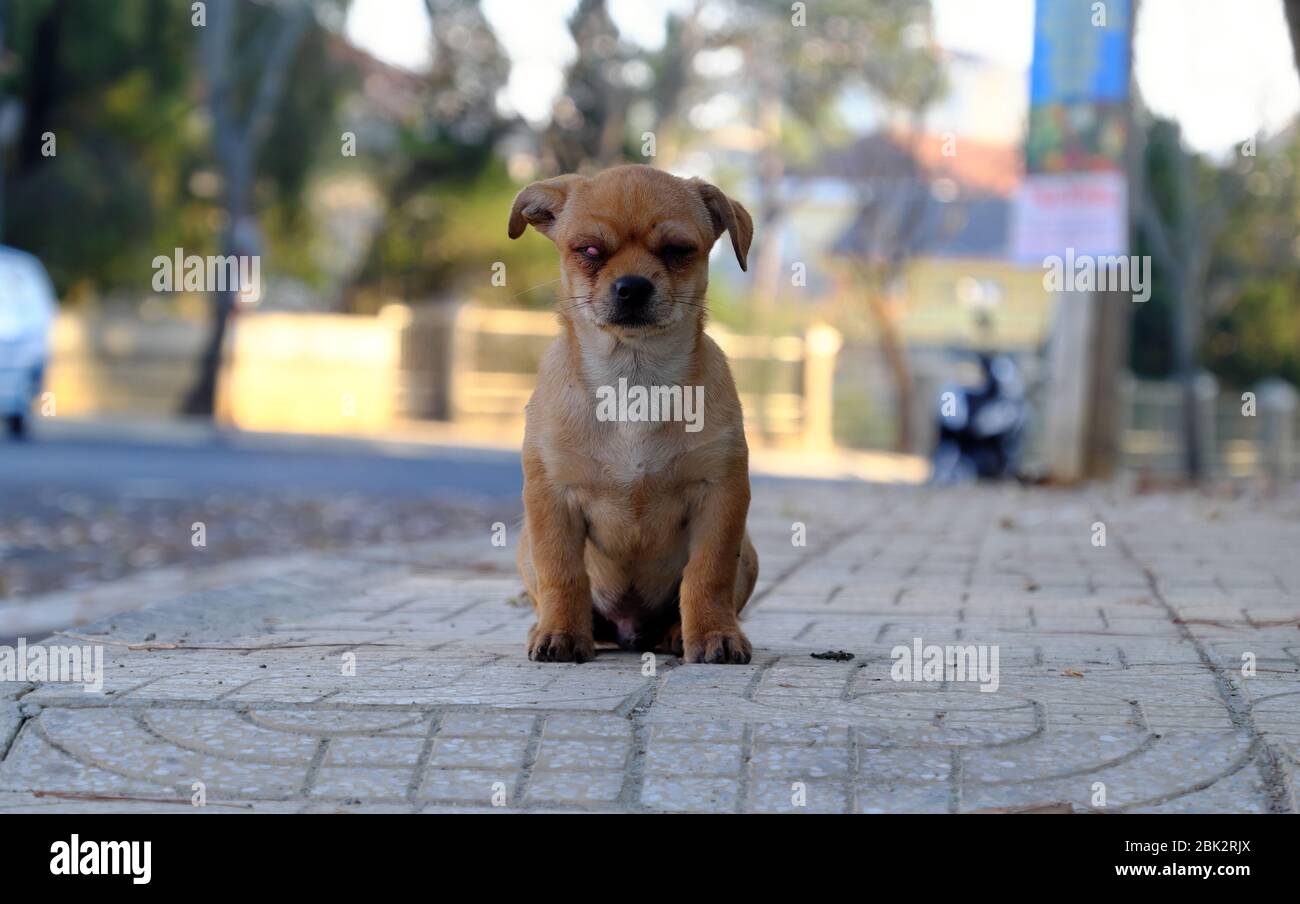 Arme Hund mit brauner Feder sitzen auf Bürgersteig und freuen uns mit Stye durch bakterielle Infektion auf PET Auge Stockfoto