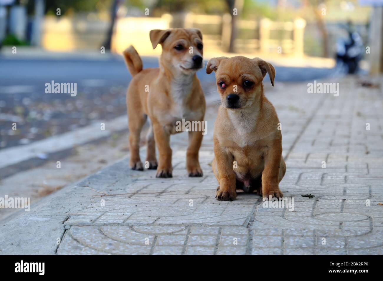 Arme Hund mit brauner Feder sitzen auf Bürgersteig und freuen uns mit Stye durch bakterielle Infektion auf PET Auge Stockfoto