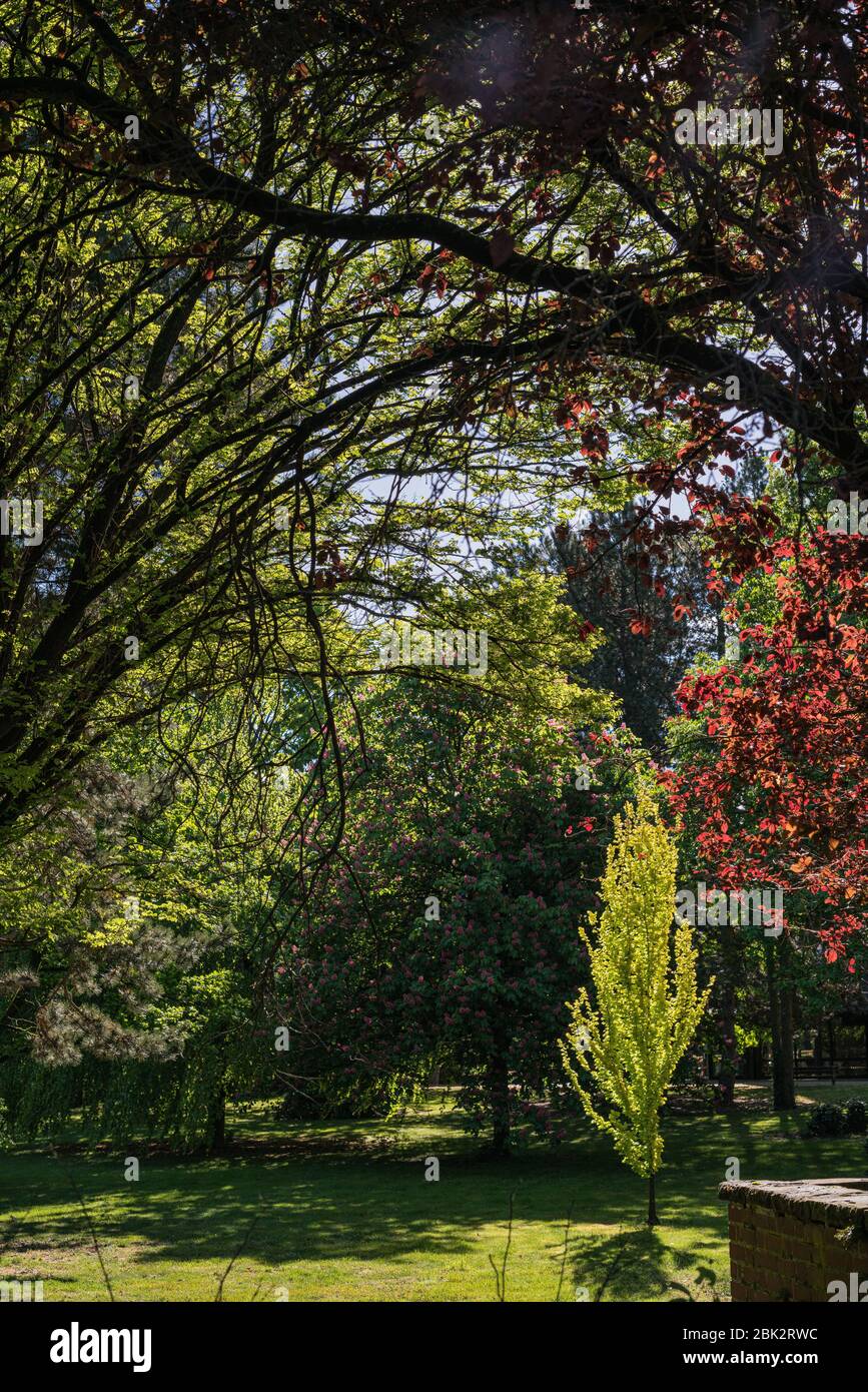 Die Sonne scheint in einer Lichtung im Park. Stockfoto