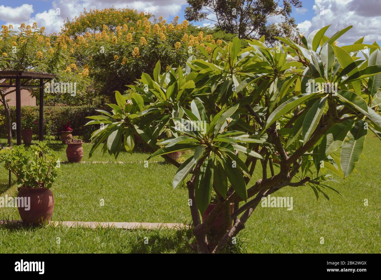 DEDZA, MALAWI, AFRIKA - 25. MÄRZ 2018: Wunderschöne, üppig grüne Pflanze auf dem Töpferhof Dedza. Malawiische Landschaften, Felder mit grünem Gras, Bäume mit Stockfoto