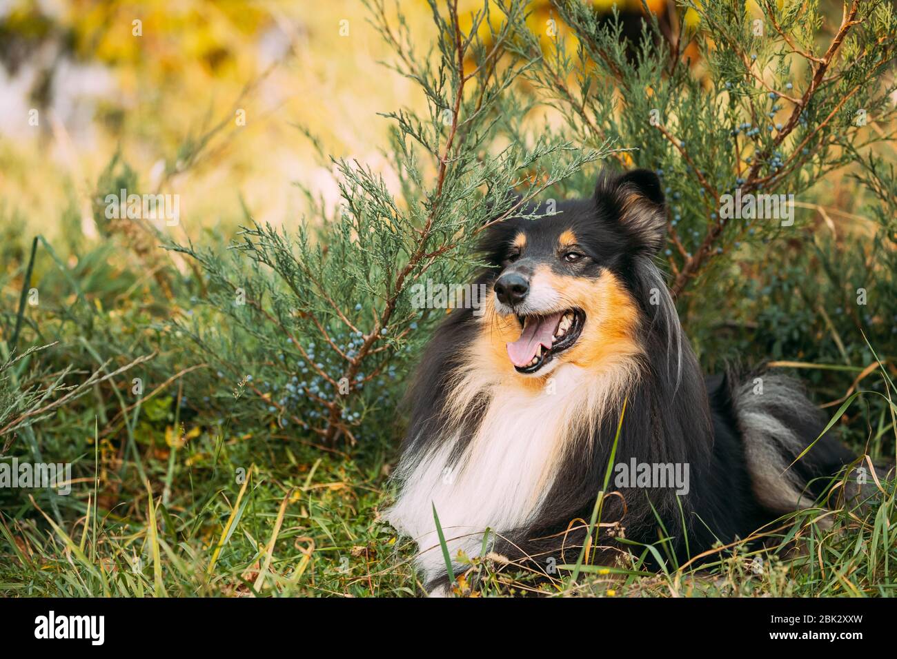 Tricolor Rough Collie, lustig Scottish Collie, langhaarigen Collie, Collie, Lassie Hund im Gras sitzen Stockfoto