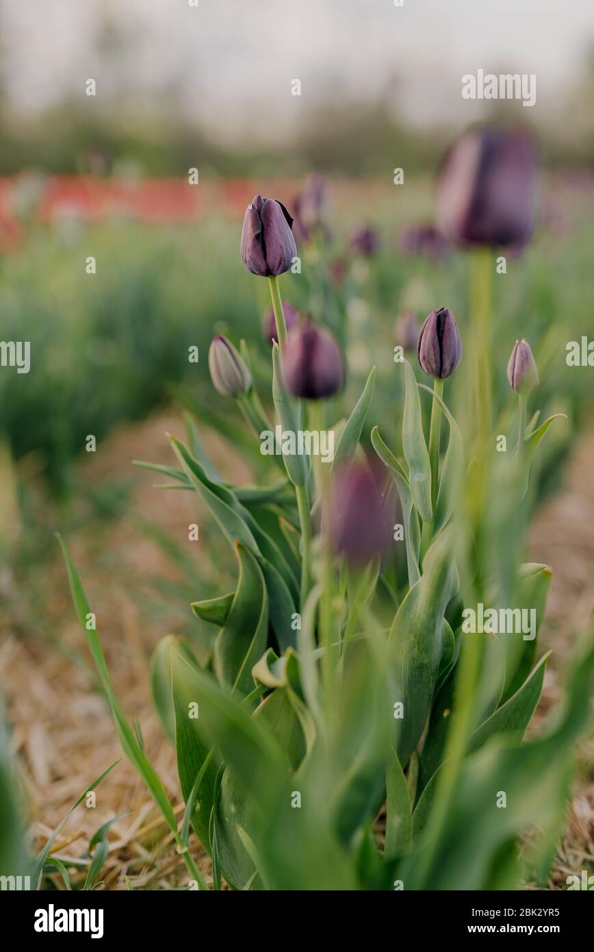 Tiefe violette Tulpen Blühen auf dem Feld auf der Flower Plantation Farm in den Niederlanden Stockfoto