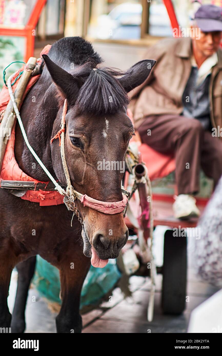 Qufu / China - 13. Oktober 2018: Pferdezug in Qufu, Provinz Shandong, China. Qufu ist als Geburtsort des alten chinesischen Philosophen berühmt Stockfoto