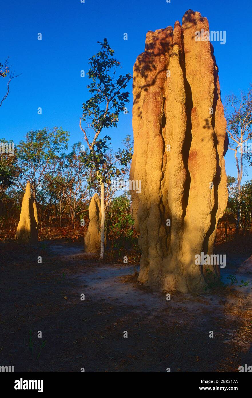 Termitenhügel, Termiten, Termitoidae, Insekten, Tiere, Kakadu National Park, Australien Stockfoto