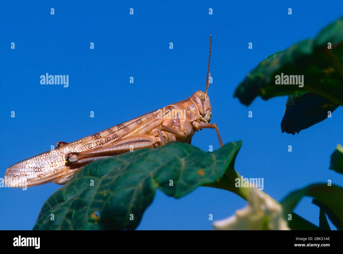 Wüstenheuschrecke, Schistcerca gergaria, Acrididae, Heuschrecke, Insekt, Tier, Wüste, Namibia Stockfoto