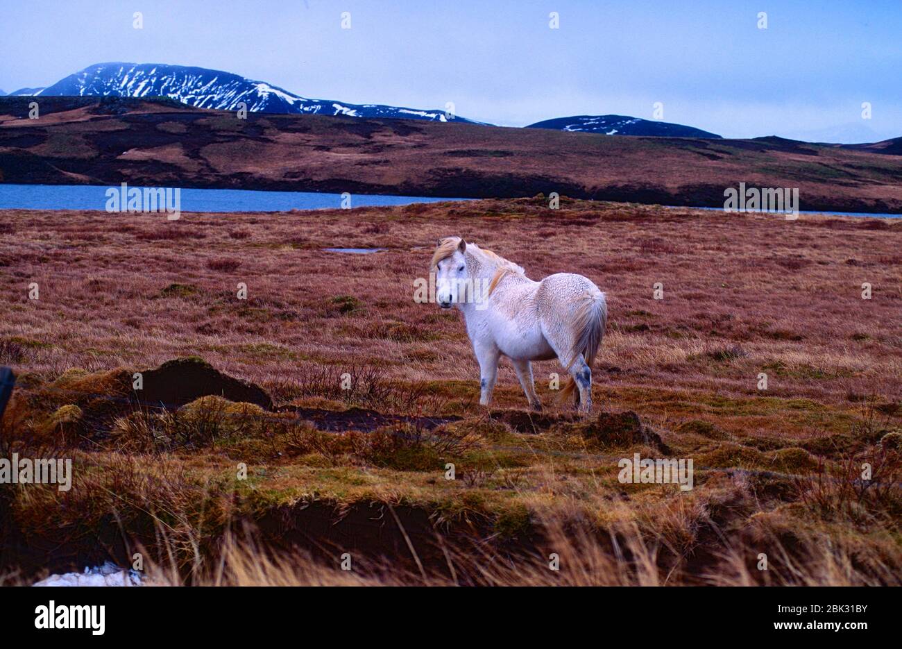 Isländisches Pony, Equidae, Weiden, Berge, Schnee, Herbst, Tier, Säugetier, Icland Stockfoto