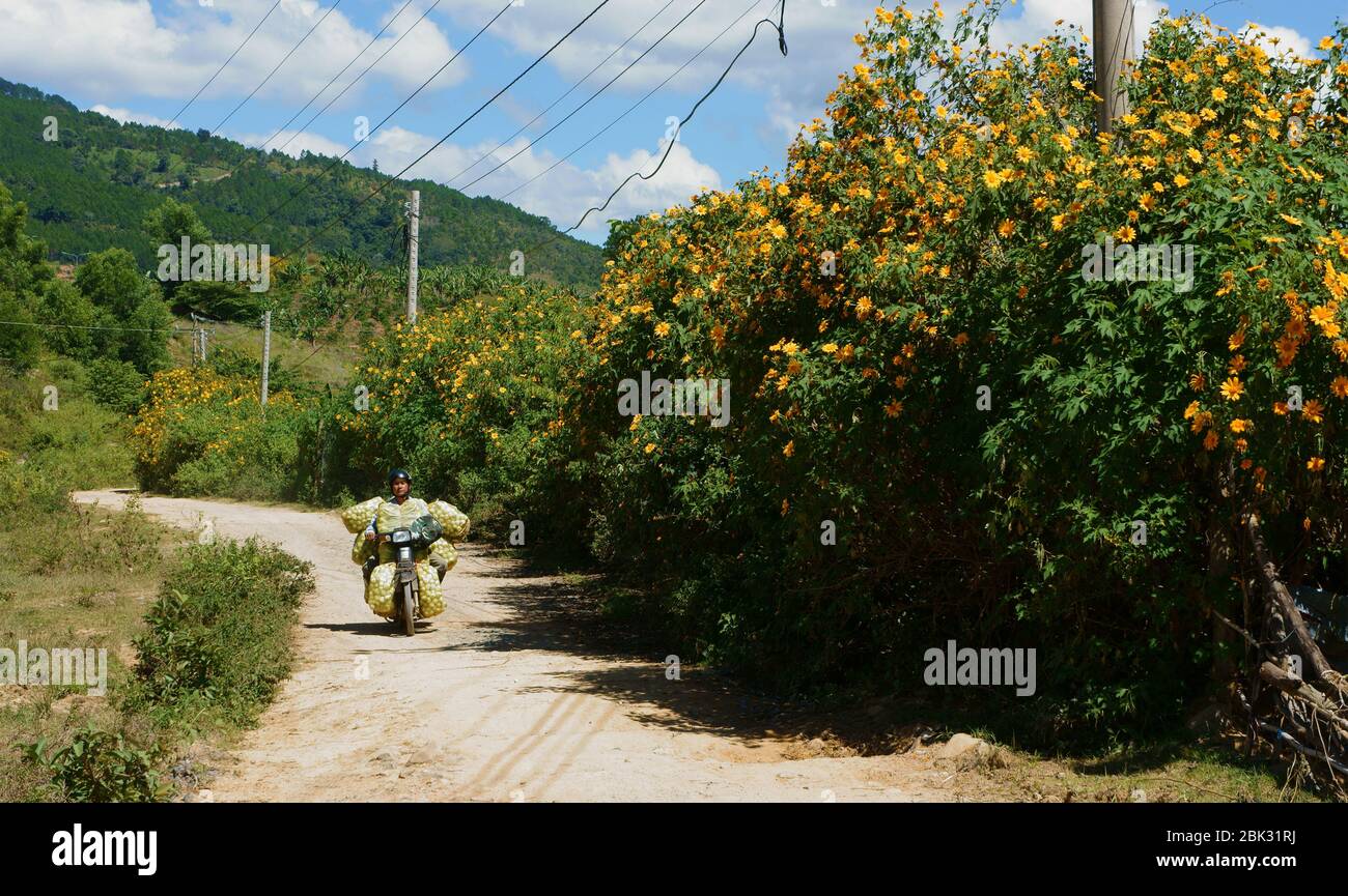 Vietnamese Mann Reiten Motorrad Transport landwirtschaftlichen Produkt auf Weg, gelb wild Gänseblümchen Blume blühend auf Zaun, schöne Vietnam Landschaft Stockfoto