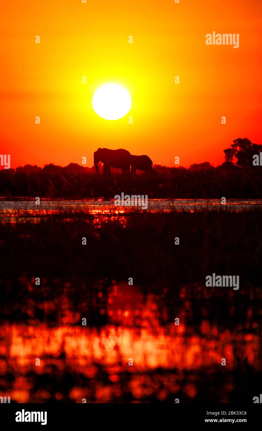 Elefanten im Sonnenuntergang am Chobe River, Botswana Stockfoto
